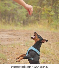 Classes with a dog handler. A miniature pinscher waiting for a treat from a dog handler. A walk in the woods. Lifestyle.