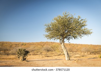 Classic African Acacia Tree Symbol Africa Stock Photo 378571120 ...