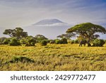 A Classic African image - Elephants on the move at dawn under the vast shadow of the imposing Mount Kilimanjaro, Africa