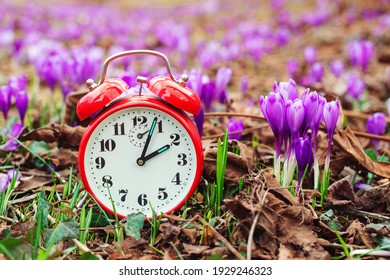 Classic Alarm Clock Over Spring Flowers Background. Daylight Saving Time Reminder. Spring Natural Background With First Flowers. Blooming Crocus Flowers. Spring Time Change Background.