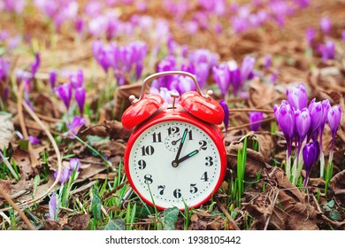 Classic Alarm Clock Over Spring Flowers Background. Daylight Saving Time Reminder. Spring Natural Background With First Flowers. Blooming Crocus Flowers. Spring Time Change Background.