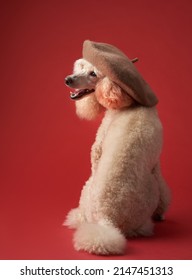 Classic Artistic Portrait Of A Dog. White Small Poodle In A Beret On A Red Background