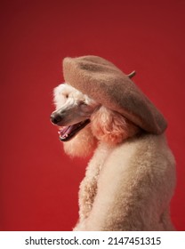 Classic Artistic Portrait Of A Dog. White Small Poodle In A Beret On A Red Background