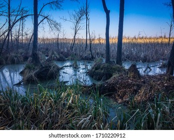 Classic Bayou Swamp Scene Of The American South Featuring Bald Cypress Trees Reflecting On Murky Water