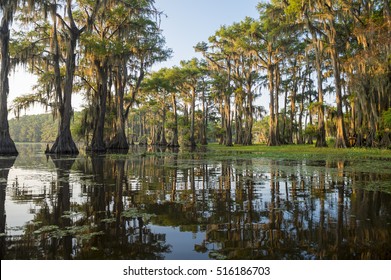 Classic bayou swamp scene of the American South featuring bald cypress trees reflecting on murky water in Caddo Lake, Texas, USA