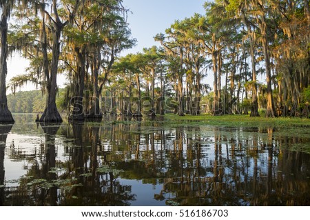 Classic bayou swamp scene of the American South featuring bald cypress trees reflecting on murky water in Caddo Lake, Texas, USA Stok fotoğraf © 