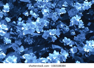 Classic Blue Jasmine Background Jasmine Flowers Stock Photo 1583188384