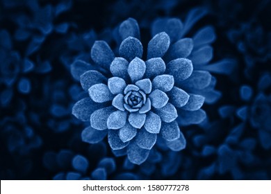 Classic Blue Pantone 2020 Year Colored Flower Plant Upper View.