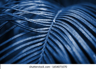 Classic Blue Pantone Color Flowers.Exotic Tropical Green Plants Grow In Sunny Greenhouse Of Botanical Garden.Macro Close Up Of Rare Plant Cultivated In Botanic Glasshouse