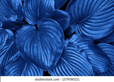Classic Blue Pantone color Leafs in garden background.
