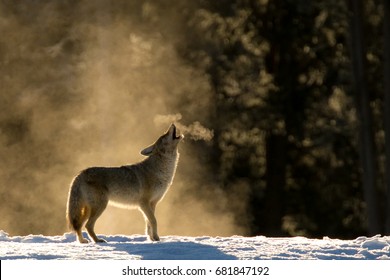 Classic Coyote howl in the mist.