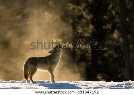 Classic Coyote howl in the mist.