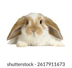 Classic Easter bunny with floppy ears and a sweet smile.