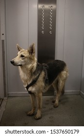 Classic Elevator And Mixed Breed Shepherd Dog Looking Confused