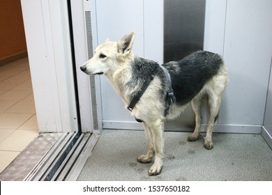 Classic Elevator And Mixed Breed Shepherd Dog Looking Confused