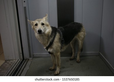 Classic Elevator And Mixed Breed Shepherd Dog Looking Confused