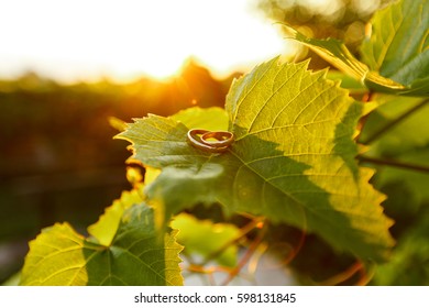 Classic gold wedding rings lying on grapes leaves and shining on sunlight. Summer, sunset, outdoor - concept of love and marriage - Powered by Shutterstock