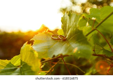 Classic gold wedding rings lying on grapes leaves and shining on sunlight. Summer, sunset, outdoor - concept of love and marriage - Powered by Shutterstock