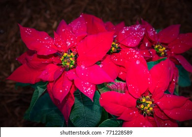 Classic Holiday Flower, The Pointsettia