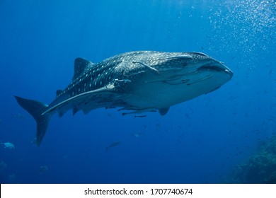 Classic image of the majestic Whale Shark swimming into some exhales bubbles. Wonderful lighting makes this a very special image. Thailand. - Powered by Shutterstock