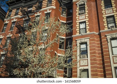 Classic old apartment building and blooming cherry tree, New York City