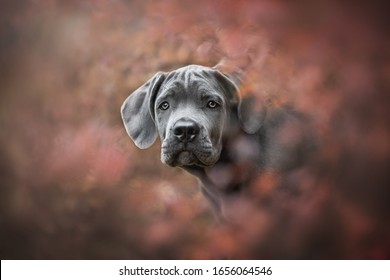 Classic portrait of a cane Corso puppy surrounded by bright red autumn foliage