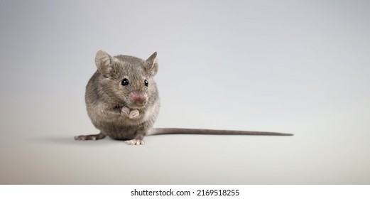 Classic Rat On A Background. Pet And Care. Rodents, Home Rats.