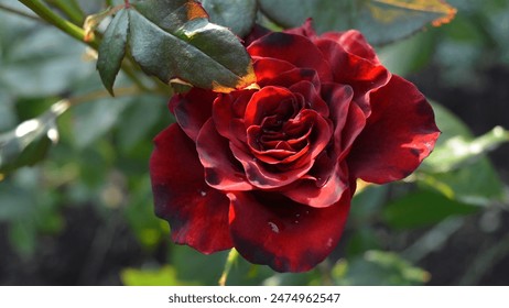 Classic red rose in full bloom close up - Powered by Shutterstock