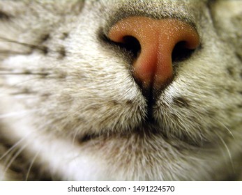 Classic Silver Tabby Nose Mouth Stock Photo 1491224570 | Shutterstock