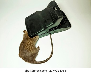 A classic snap trap mouse trap has successfully caught and killed a nuisance rodent