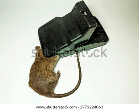 A classic snap trap mouse trap has successfully caught and killed a nuisance rodent