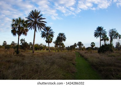 Classic South Texan Landscape, With Palm Trees And A Path. Dog Walking