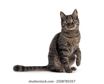 Classic tabby house cat, sitting up side ways with one paw playfully lifted. Looking towards camera. Isolated on a white background. - Powered by Shutterstock