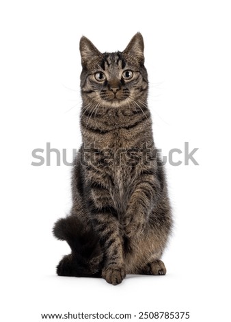 Classic tabby house cat, sitting up facing front. with one paw playful in air. Looking towards camera. Isolated on a white background.
