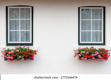 Classic two window frame and white cement concrete wall decorated with a bush of flowers box on window sill, Colourful red and pink Pelargonium cucullatum flower plant hanging outside wall building. - Powered by Shutterstock