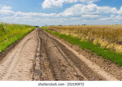 Classic Ukrainian Landscape With Corn Fields And Road