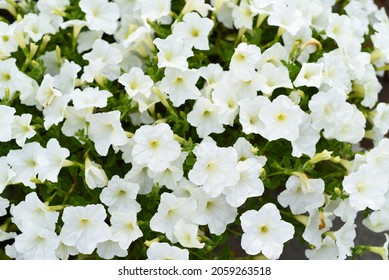 Classic white petunia flowers growing in Russian Far East
