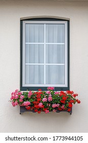 Classic Window Frame And White Cement Concrete Wall Decorated With A Bush Of Flowers Box On Window Sill, Colourful Red And Pink Pelargonium Cucullatum Flower Plant Hanging Outside Wall Building.