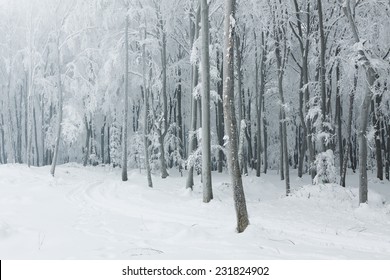 Classic winter scene in the forest with heavy snow covering the trees