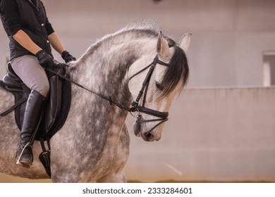 Classical dressage equestrian sport, paddock riding hall. Hispanic middle-aged woman. Riding school - Powered by Shutterstock