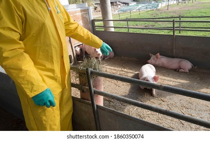 Classical Swine Fever Or Hog Cholera On A Farm With Pigs