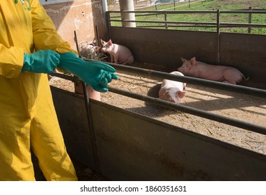 Classical Swine Fever Or Hog Cholera On A Farm With Pigs