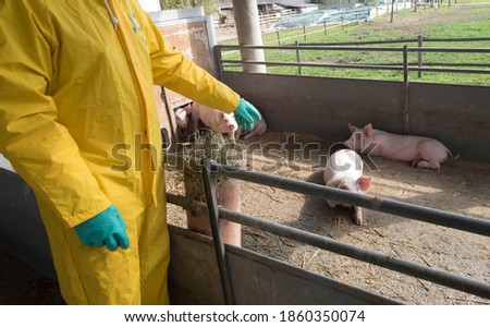 classical swine fever or hog cholera on a farm with pigs