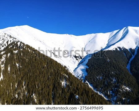 A classically composed and visually refined aerial drone photograph of the Fagaras mountain range in Romania, presenting a front-facing view of two symmetrically flanking snowcapped summits separated by a dramatic central snow couloir a composition of natural geometric elegance that stands among the most perfectly balanced in this entire alpine series. The drone is positioned at mid-to-high altitude looking directly at the mountain face, creating a frontal perspective that emphasizes the symmetrical V-shape formed by the two converging forested sub-ridges in the foreground and the open snowfield between them above. The two foreground forested ridges are large, sunlit masses of dense spruce and fir their lush olive-green canopies catching warm direct winter light in rich detail, individual conifer crowns clearly defined across both slopes. Between these two forest masses, the central couloir descends as a broad smooth snowfield from the high saddle above its compressed white surface cascading cleanly between the treelines, flanked by scattered isolated conifers at the lower margins. This central snow corridor creates a powerful natural focal point that draws the eye irresistibly upward toward the summit zone. Above the treeline, the landscape opens into a vast double-lobed snowfield system the left summit presents as a clean rounded dome with a sharp corniced ridgeline, while the right summit is broader and more massive, both connected by the characteristic V-shaped col at center. The composition's crowning detail is the pale daytime moon hovering prominently in the upper left of the cobalt-blue sky more visible and closer to center than in previous shots, its soft white disc appearing almost as a third summit element above the mountain's left peak.