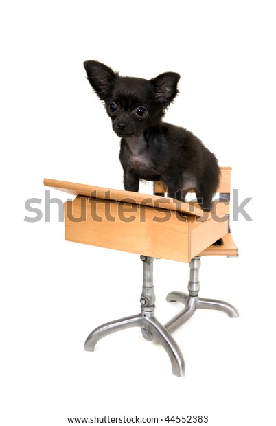 Classroom Puppy Tiny Black Long Hair Stock Photo Edit Now 44552383