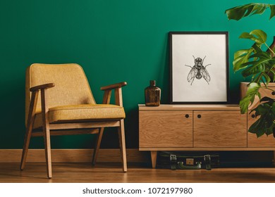 Classy minimalist living room interior with a framed insect poster on a wooden dresser, yellow armchair and monstera plant