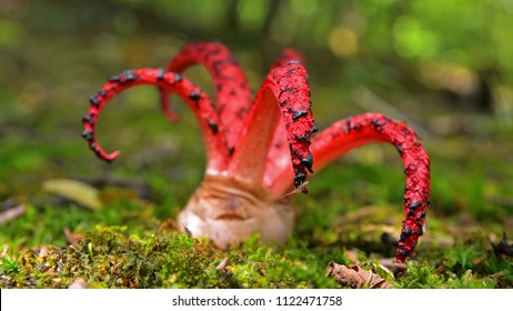 Clathrus archeri, also known as octopus stinkhorn mushroom or devil`s fingers