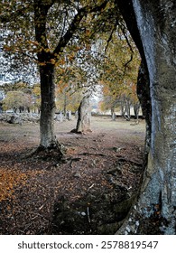 Clava Cairns entre árboles de otoño