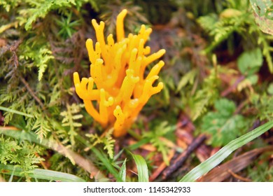 188 Clavaria formosa Images, Stock Photos & Vectors | Shutterstock