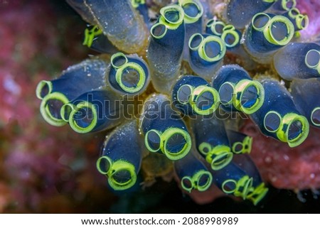 Clavelina robusta is a species of underwater tunicate ,sea squirt, iClavelina ,ascidians, sessile, animals,filter feeders.